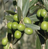 Corso teorico-pratico di olivicoltura